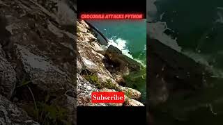 Crocodile vs Python #trending #animals #wildlife #crocodile #python #shorts #viralshorts #shortsfeed Net Worth