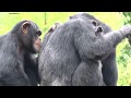 Sep 2017 Tama zoo chimps