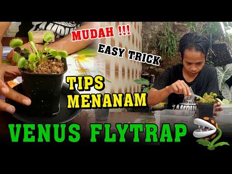 Video: Cara Menanam Tanaman Flycatcher