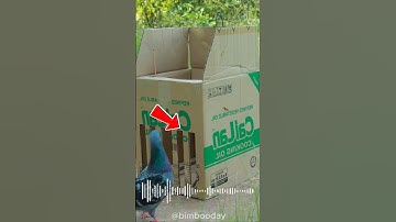 This Bird Walked Right Into the Trap – OMG Moment!#Trap #BirdTrap  #shorts #shortvideo #bimbooday