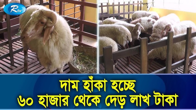 Spermatozoidlarning chayqalishi haqidagi videoni tomosha qiling Jinsiy aloqa videosi: O‘g‘il onani onanizm bilan shug‘ullanayotganini ushladi