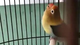 LOVEBIRD PARBLUE NGEKEK PANJANG