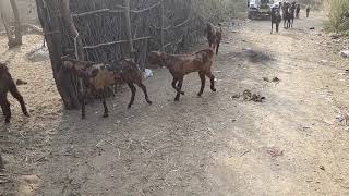 Jay Maa Chamunda Goat Farm Ajmer Rajasthan 8000981563