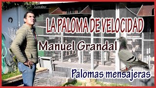 PALOMAS MENSAJERAS. La paloma de velocidad. MANUEL GRANDAL