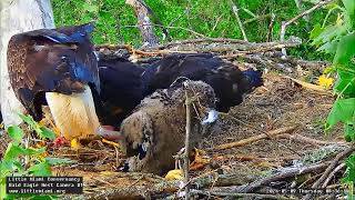 Little Miami Conservancy Bald Eagle 09.05.2024 08:31