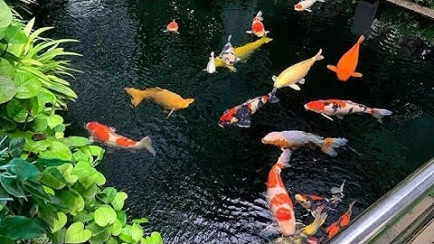 drum filter 30 khối,lọc hồ koi tự động.zalo 0788617779 để được tư vấn