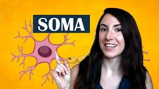 Soma – El diccionario del cerebro