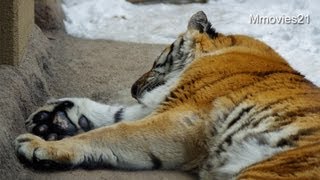 氷枕で寝るアムールトラのタツオ~Amur Tiger
