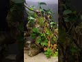 バジス達のゆったりした時間 #aquarium #aquariumfish