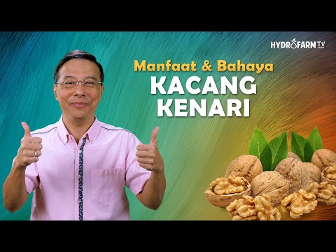 Video: Kastanye yang dapat dimakan: rasa yang tak tertandingi, khasiat yang bermanfaat