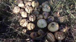 Cosecha de calabaza pipián, actividades productivas Oxtotitlán