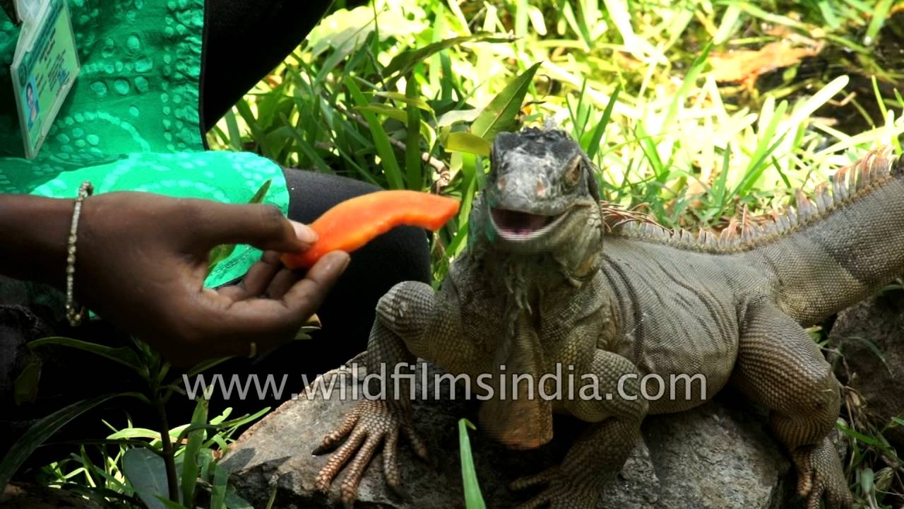 lizard skin grips Feeding Green Iguana at Madras crocodile bank