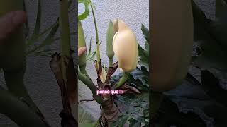 Floración de monstera deliciosa #plantas #monstera #floracion