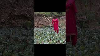 vegatable #vegatable #farming #agriculture