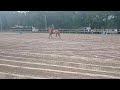 RAWS OF ME AT THE BUCLE SERIES #equestrianjourney #horse #foryoypage #loki 