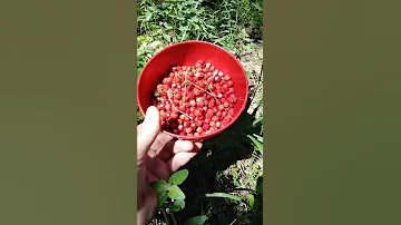 Земляника лесная. Как растёт в природе #Shorts