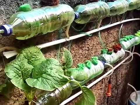  Hidroponik  Dari  Botol  Plastik bekas  2 YouTube