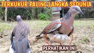 TERKUKUR PALING LANGKA DI DUNIA || BARU KALI INI MELIHAT TERKUKUR SEPERTI INI