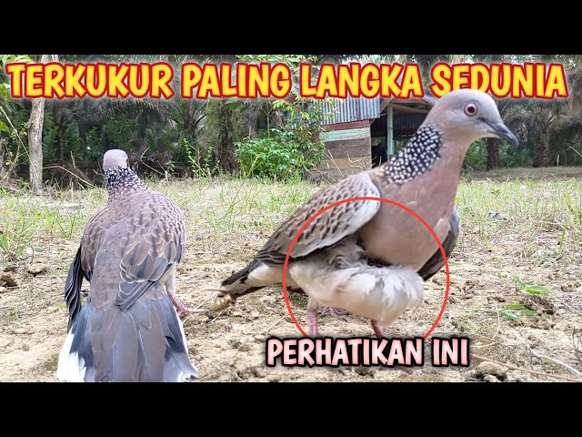 TERKUKUR PALING LANGKA DI DUNIA || BARU KALI INI MELIHAT TERKUKUR SEPERTI INI class=