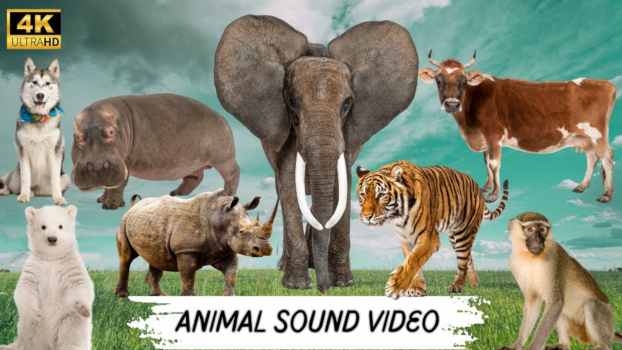 Animal Sound Videos Live Stream | cow ,elephant sound , dog, tiger ...