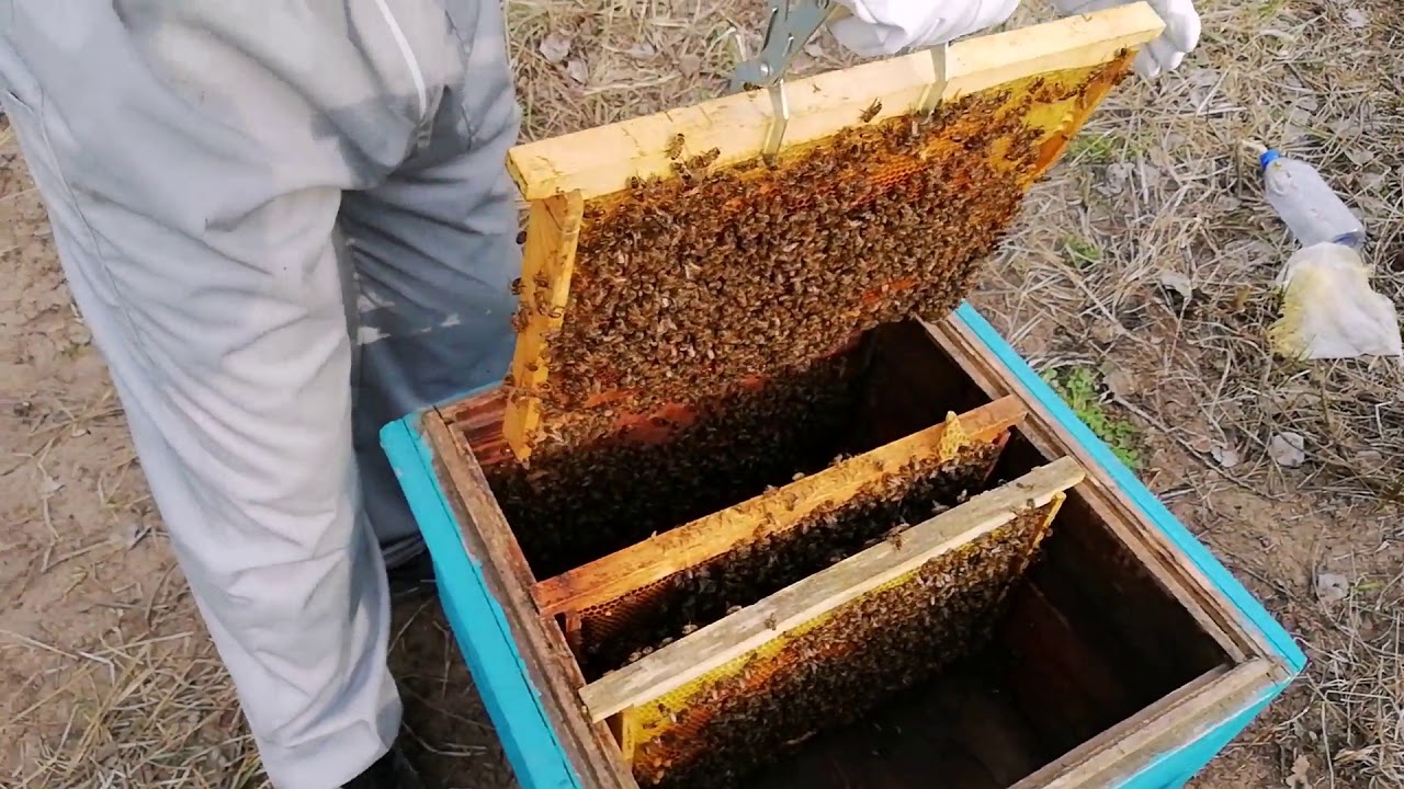 Купить пчелосемьи в воронежской области 2024 году. Пчелопакет Сочи.