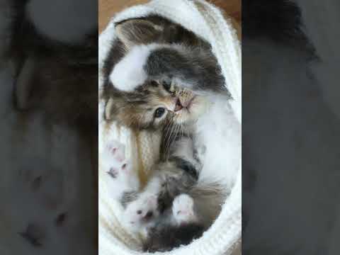 Adorable Cat -