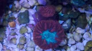 Blastos Feeding Time Lapse
