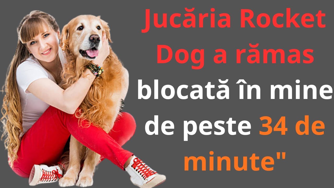 Câinele meu ROCKY face întotdeauna acest lucru când soțul meu călătorește în interes de serviciu