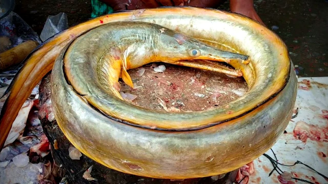 Unbelievable Snake Fish Cutting II Fish Cutting Skills In Bangladesh II Amazing Fillet Fish Skills