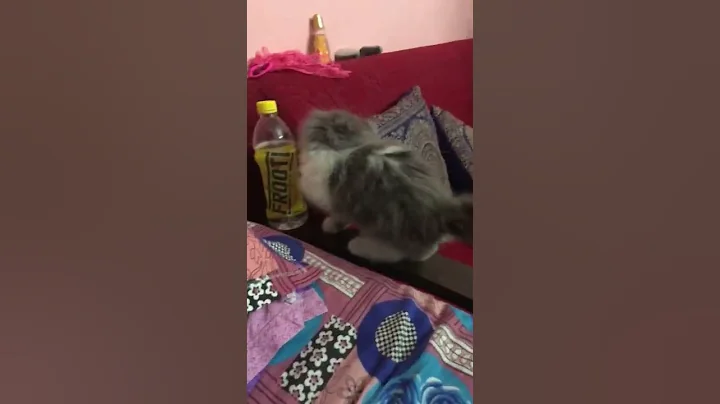 Watch the video about Amazing Persian breed #nkvlogs