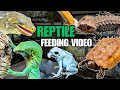 FEEDING MY PET REPTILES 56 SILKWORMS! LIZARDS, TURTLES, FROGS AND MORE! SILKWORM FEEDING VIDEO