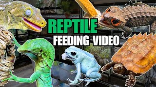 FEEDING MY PET REPTILES 56 SILKWORMS! LIZARDS, TURTLES, FROGS AND MORE! SILKWORM FEEDING VIDEO