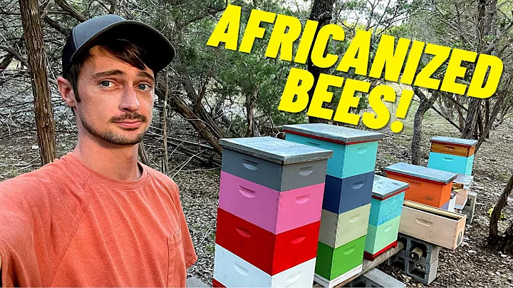 Extracting HONEY from AFRICANIZED BEES - Treatment Free Beekeeping