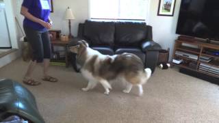 Teach Your Dog to Walk Backward, Go Back, Collie, Dog Tricks