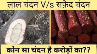 कोन सा चंदन बिकता है करोड़ों का ?लाल और सफेद चंदन की क़ीमत? Red sandalwood, White sandalwood farming