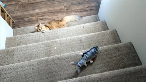 Watch the video about Nine Month Old Norwegian Forest Kitten Suffers a Decisive Defeat Against Fish - A Shameful Display!