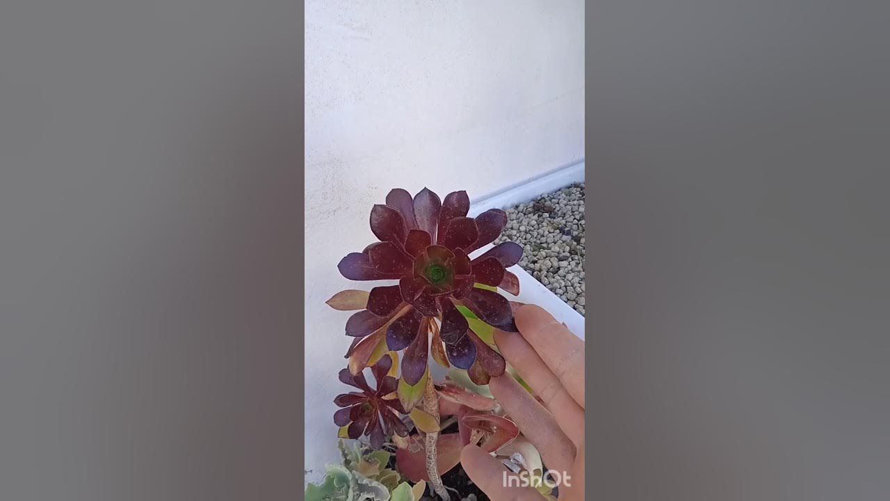 suculenta aeonium arboreum - YouTube