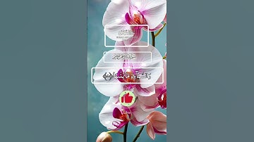 Sūrah Ash-Shams (سورة الشمس)| Quran