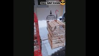 perawatan trucukan dari ombyokan yang super giras