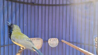 Sogon gacor ngleper materi cililin , ahlinya merangsang sogon cepqt buka sayap.