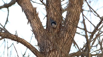 White-breasted nuthatch pushing seeds into the crook of a tree
