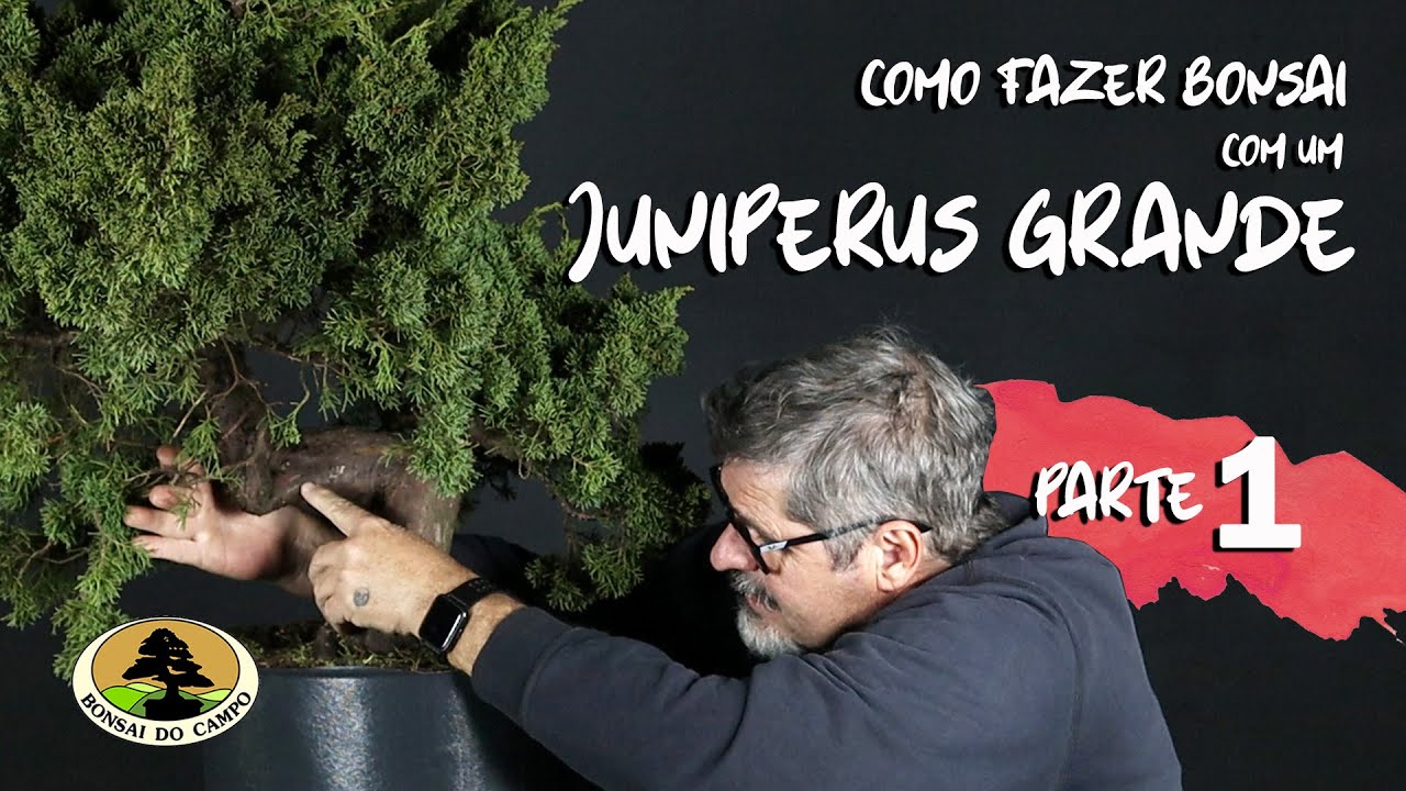 COMO FAZER BONSAI COM UM JUNIPERUS GRANDE. PARTE 1