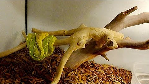 The way I take care of my green tree python Celine!