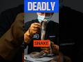 Secrets of the World's Deadliest Snakes