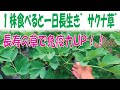 【免疫力・長寿の草】一株食べると１日長生きサクナ草の紹介