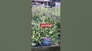 ما تيسر من سورة لقمان #بريطانيا