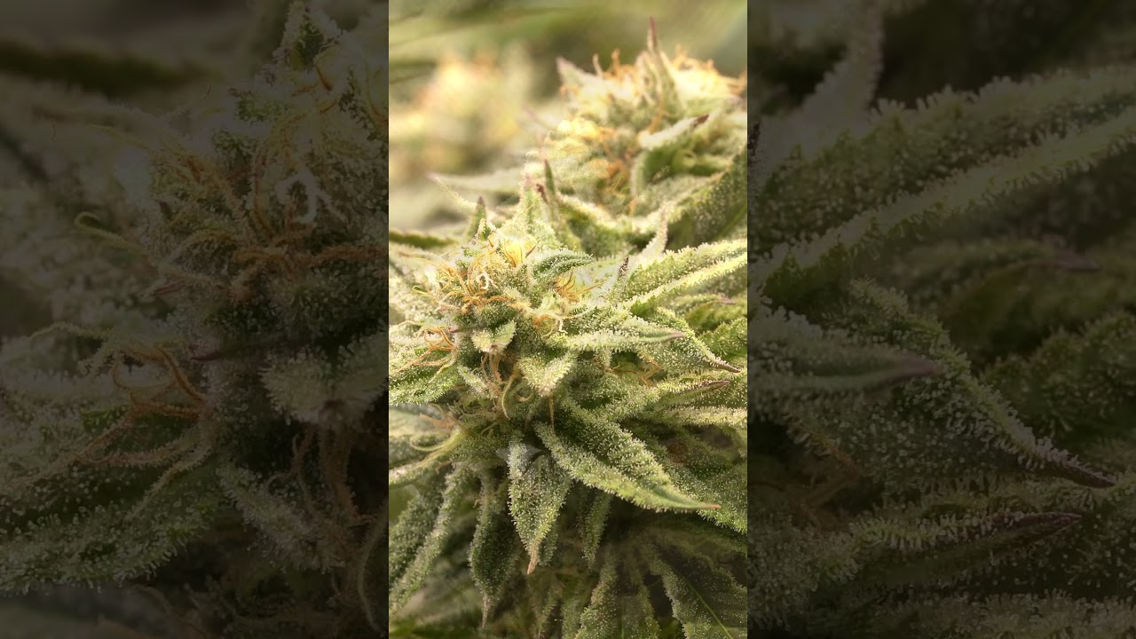 Most frostiest Buds ever - pure sugar