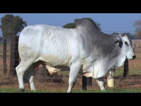 LOTE 27 - 7657 | 42º MEGA LEILÃO ANUAL CARPA TOUROS