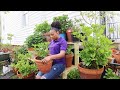 Dividing and potting up  hydrangeas in containers  gardenaddictz