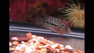 Kf55 -- 2.5 King Kamfa -- Www.aquaticwonderland.com